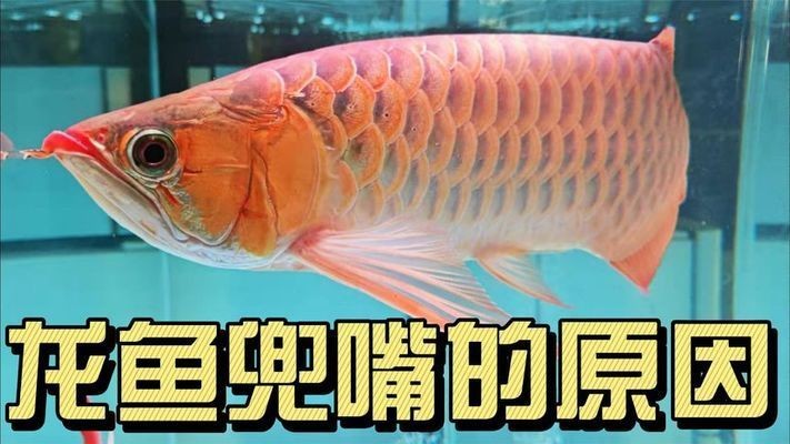 紅龍魚為什么會兜嘴：紅龍魚兜嘴可能是先天引起的，紅龍魚兜嘴可能是先天性兜嘴