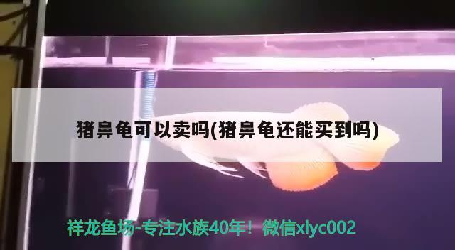 有哪些飼料可以預防龍魚弓背，如何預防龍魚弓背？