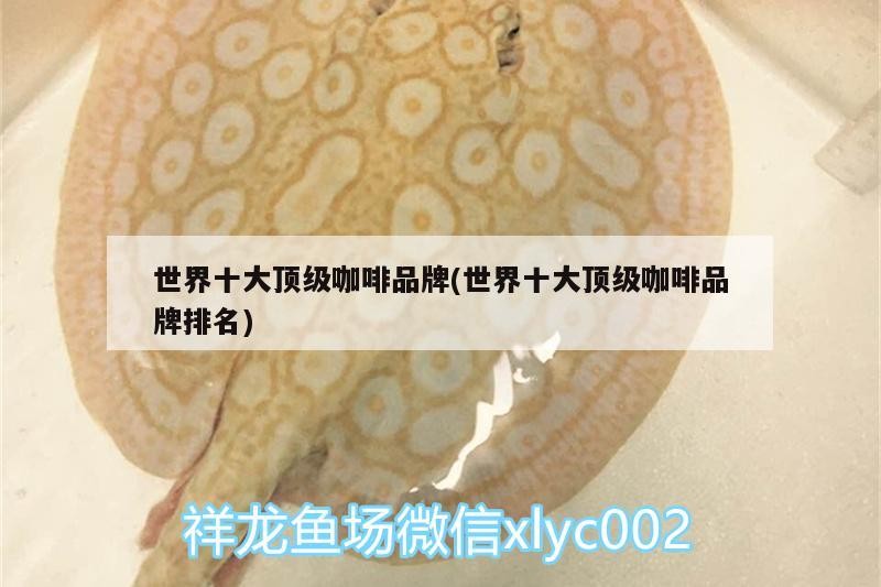 魚缸用增氧泵價(jià)格是多少:魚缸增氧機(jī)-xtrac增氧機(jī)-xtrac增氧機(jī) 世界十大頂級(jí)咖啡品牌(世界十大頂級(jí)咖啡品牌排名) 馬來西亞咖啡 世界十大頂級(jí)咖啡品牌(世界十大頂級(jí)咖啡品牌排名) 世界十大頂級(jí)咖啡品牌(世界十大頂級(jí)咖啡品牌排名) 馬來西亞咖啡