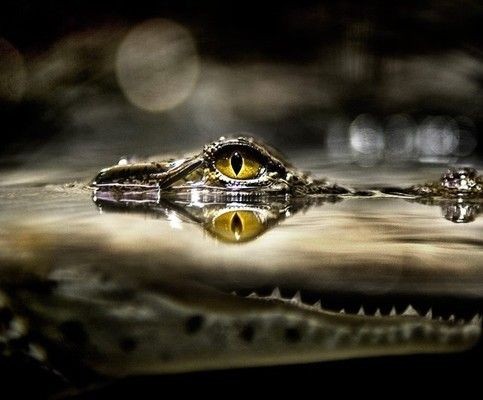 虎魚手機壁紙：關于虎魚手機壁紙的一些信息