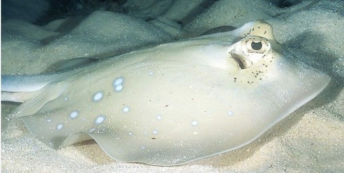魟魚能餓幾天：魟魚可以餓多久
