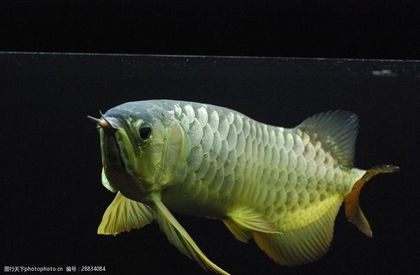 金龍紅龍魚形容詞是什么意思：金龍魚與紅龍魚的區別