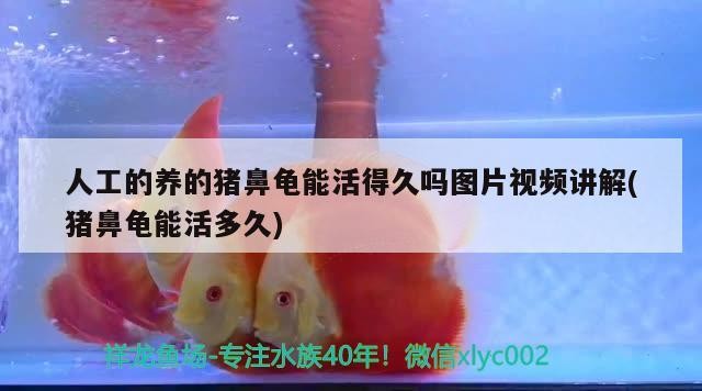 人工的養(yǎng)的豬鼻龜能活得久嗎圖片視頻講解(豬鼻龜能活多久)