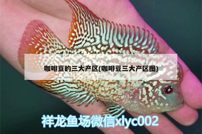 咖啡豆的三大產區(咖啡豆三大產區圖)