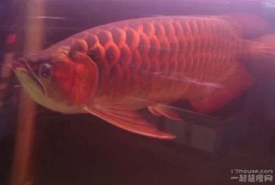 龍魚經常趴缸是什么原因呢vs祥龍魚場：龍魚趴缸時的正確處理方法