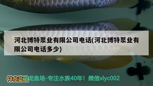 河北博特泵業(yè)有限公司電話(huà)(河北博特泵業(yè)有限公司電話(huà)多少)