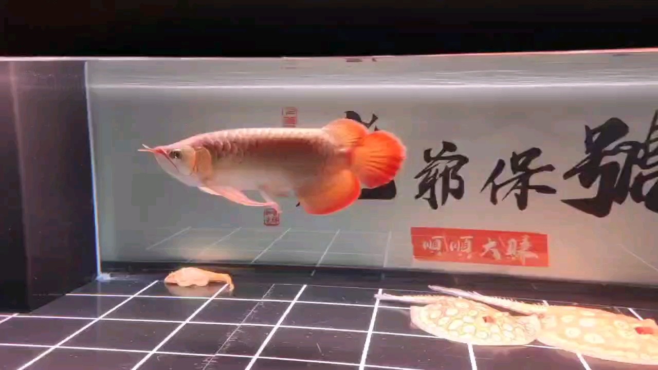 神燈模式，加分不少