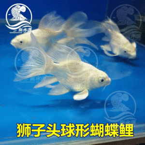 魟魚(yú)多久長(zhǎng)大成型一次啊視頻：魟魚(yú)的成長(zhǎng)周期