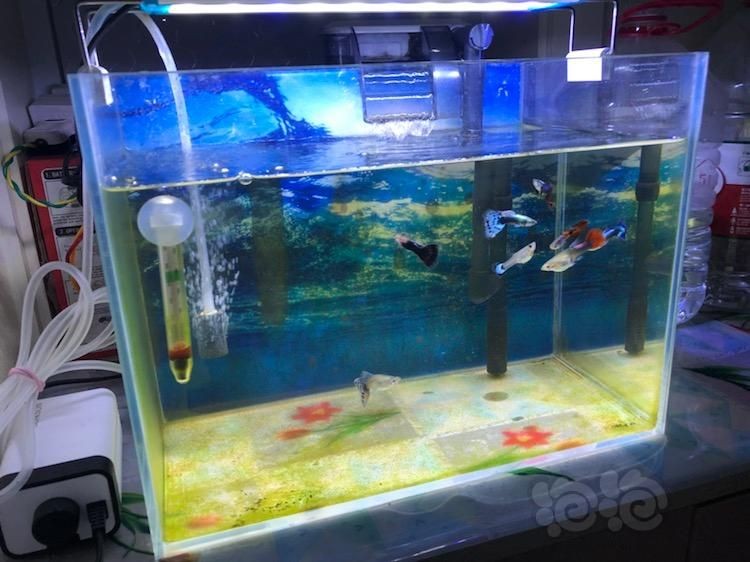 10升魚(yú)缸養(yǎng)多少孔雀魚(yú)：10升魚(yú)缸養(yǎng)多少孔雀魚(yú)，