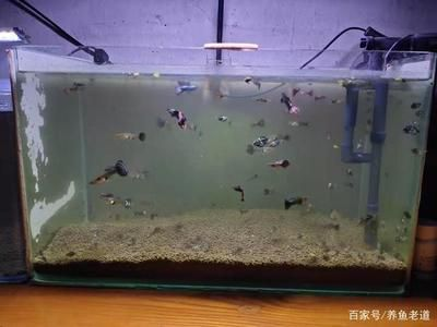 10升魚(yú)缸養(yǎng)多少孔雀魚(yú)：10升魚(yú)缸養(yǎng)多少孔雀魚(yú)，