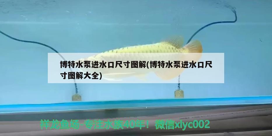 博特水泵進水口尺寸圖解(博特水泵進水口尺寸圖解大全)