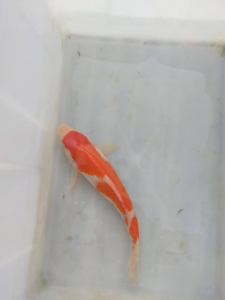 錦鯉，紅白，單頂，大正，昭和等多個品種，喜歡的聯系我吧
