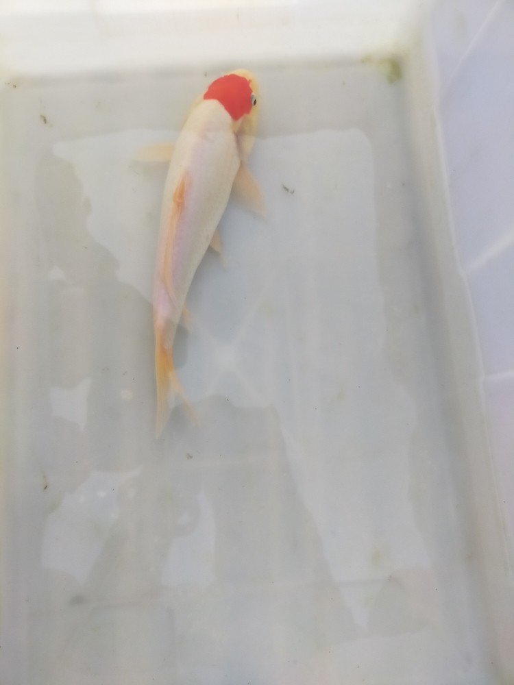 錦鯉，紅白，單頂，大正，昭和等多個品種，喜歡的聯系我吧