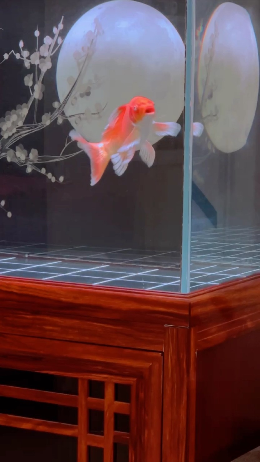 水族箱中的仙子
