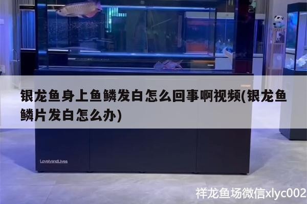 銀龍魚身上魚鱗發白怎么回事啊視頻(銀龍魚鱗片發白怎么辦)