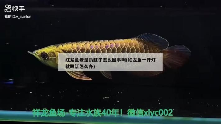 紅龍魚一開燈就趴缸怎么辦：紅龍魚一開燈就趴缸怎么辦紅龍魚趴缸的緊急處理步驟