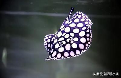 魟魚跳躍后的應急處理方法:魟魚發生跳躍后的應急處理方法 魟魚百科 第4張 魟魚跳躍后的應急處理方法:魟魚發生跳躍后的應急處理方法 魟魚跳躍后的應急處理方法:魟魚發生跳躍后的應急處理方法 魟魚百科 第4張