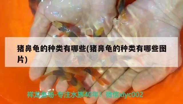 豬鼻龜的種類有哪些(豬鼻龜的種類有哪些圖片)