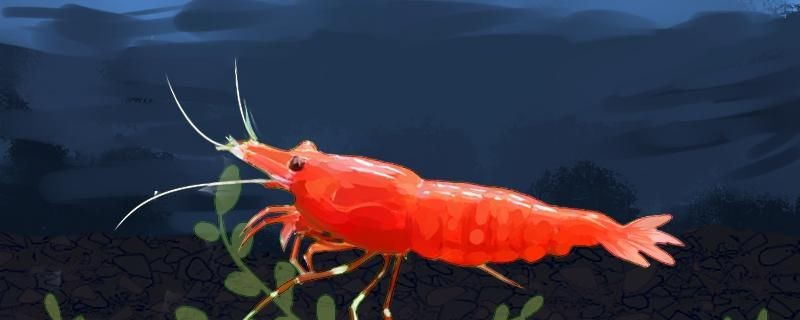 魚缸過濾器選購指南:自制魚缸過濾器魚缸上置過濾器對于養魚愛好者的必備知識 10+8線組能釣多大魚 iwish愛唯希品牌魚缸 10+8線組能釣多大魚 10+8線組能釣多大魚 iwish愛唯希品牌魚缸