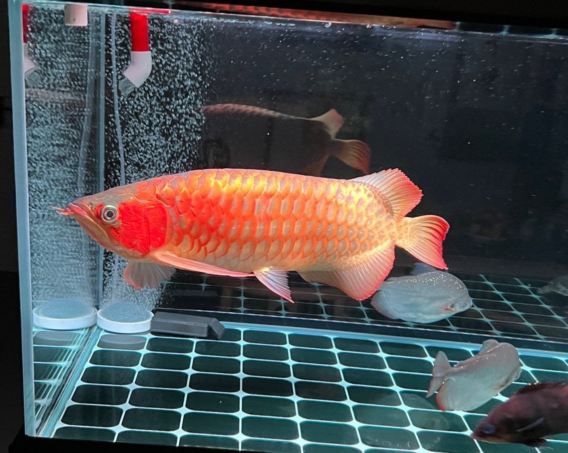 2006年的夏天 命運的絲線悄然牽起了我與這個小生命的羈絆 從此生活中就多了一份責任 旅游、出差十天半個月 回來第一件事就忙著換棉換水 很榮幸成為照顧者 它只是你的一條魚 你卻成為了它的一生