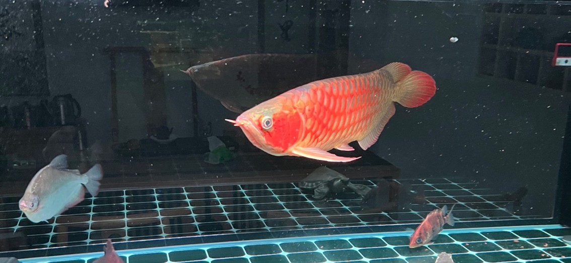 龍魚爛鰓最簡單三個(gè)處理方法，關(guān)于龍魚爛鰓問題