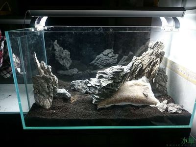 60厘米魚缸造景無底砂圖片及價格：60厘米魚缸造景價格是多少？