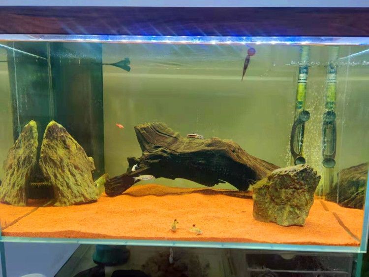 60厘米魚缸造景無底砂圖片及價格：60厘米魚缸造景價格是多少？