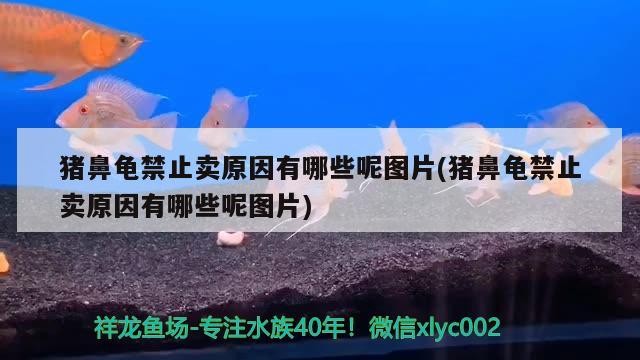豬鼻龜禁止賣(mài)原因有哪些呢圖片(豬鼻龜禁止賣(mài)原因有哪些呢圖片)
