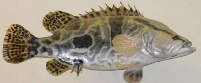 蘇虎魚喜歡吃什么東西：蘇虎魚的食性主要包括以下幾個方面，蘇虎魚喜歡吃什么東西