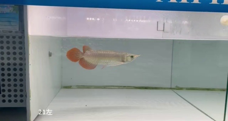 21左缸-印尼大湖純血小紅龍，越大越漂亮品種。