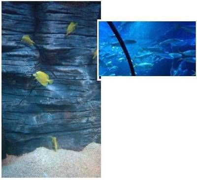 慶陽水族館vs祥龍魚場（慶陽水族館與祥龍魚場的區別）