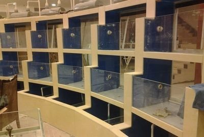 慶陽水族館vs祥龍魚場（慶陽水族館與祥龍魚場的區別）