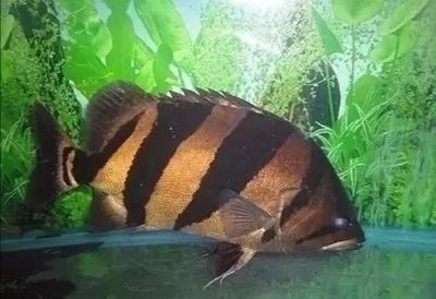 虎魚褪色特別厲害怎么回事：虎魚的體色變化可能由多種因素引起，虎魚的體色可能會變得暗淡