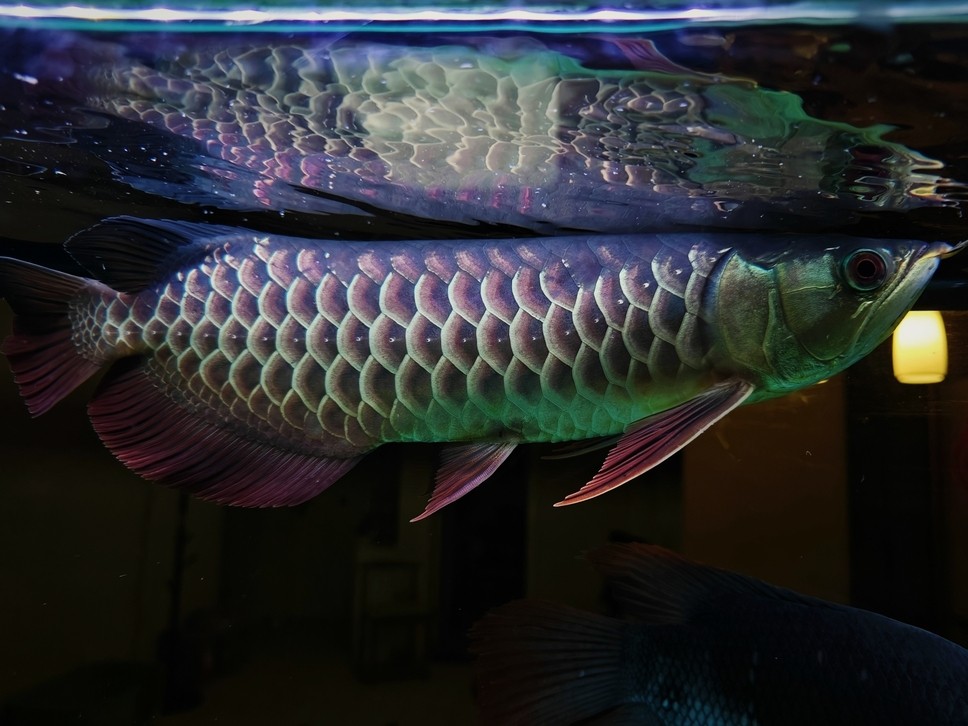 大哥們，求幫忙看一條魚