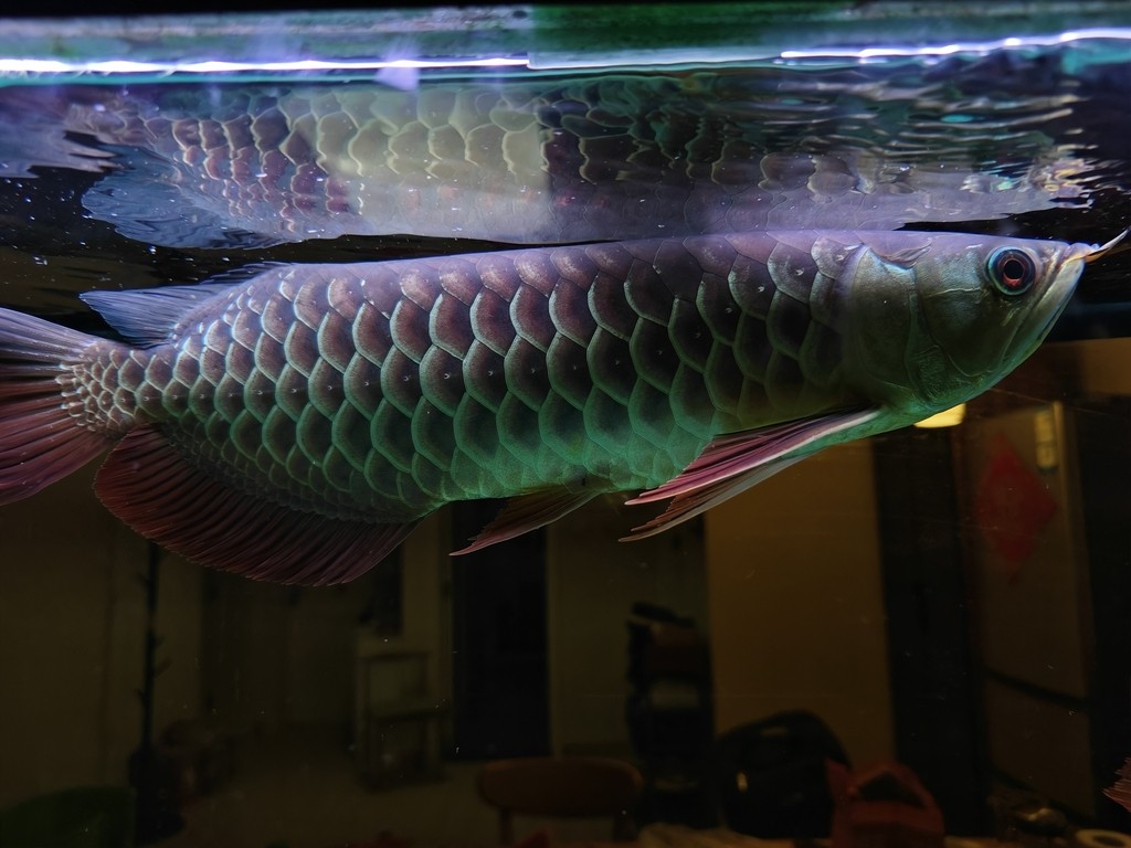 大哥們，求幫忙看一條魚