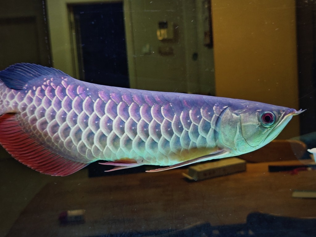 大哥們，求幫忙看一條魚