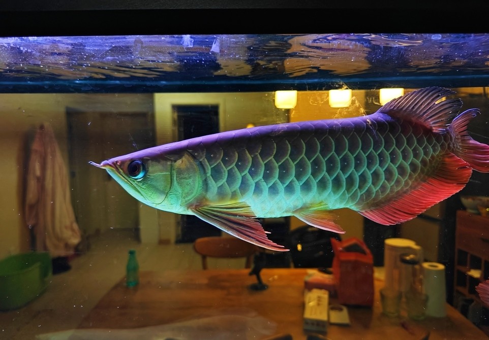 大哥們，求幫忙看一條魚