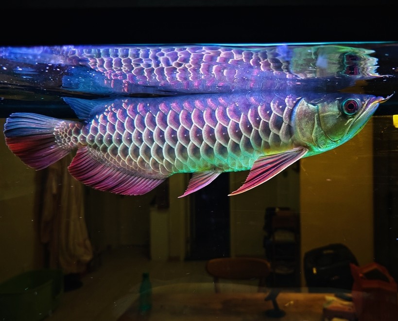 大哥們，求幫忙看一條魚