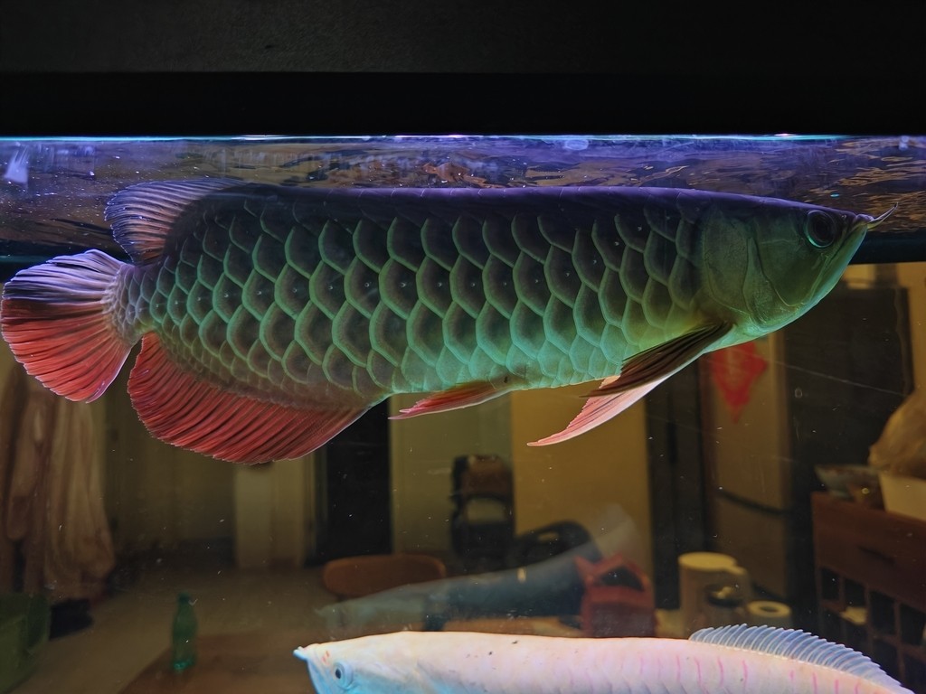 大哥們，求幫忙看一條魚