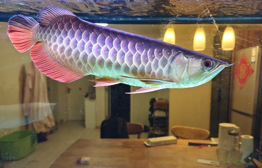 大哥們，求幫忙看一條魚