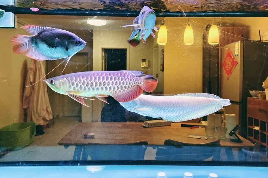 大哥們，求幫忙看一條魚