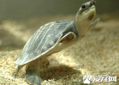 豬鼻龜繁殖技術教程：豬鼻龜怎么繁殖