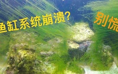 大型魚缸怎么換水視頻:大型魚缸換水的一些方法和注意事項(xiàng)