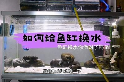 大型魚缸怎么換水視頻:大型魚缸換水的一些方法和注意事項(xiàng)
