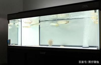 大型魚缸怎么換水視頻:大型魚缸換水的一些方法和注意事項(xiàng)