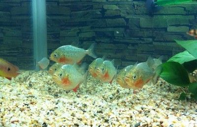 50公分虎魚容易死嗎：50公分的虎魚容易死嗎