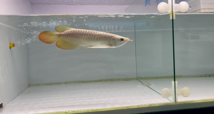 43號左缸-印尼大湖賽級小紅龍，越大越漂亮品種。
