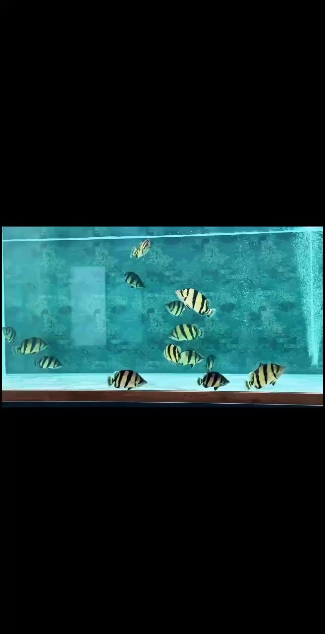 早安！又是被一群泰虎提供精神食糧的一天