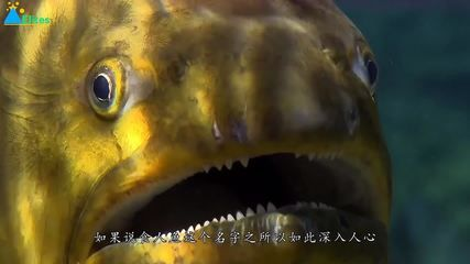 虎魚進食：虎魚的進食習性和飲食結構