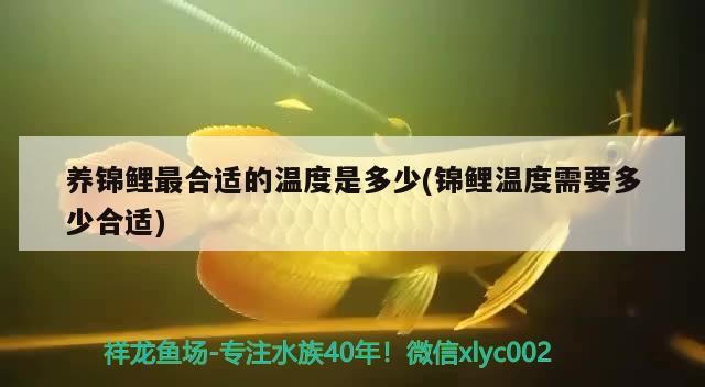 養錦鯉最合適的溫度是多少(錦鯉溫度需要多少合適)